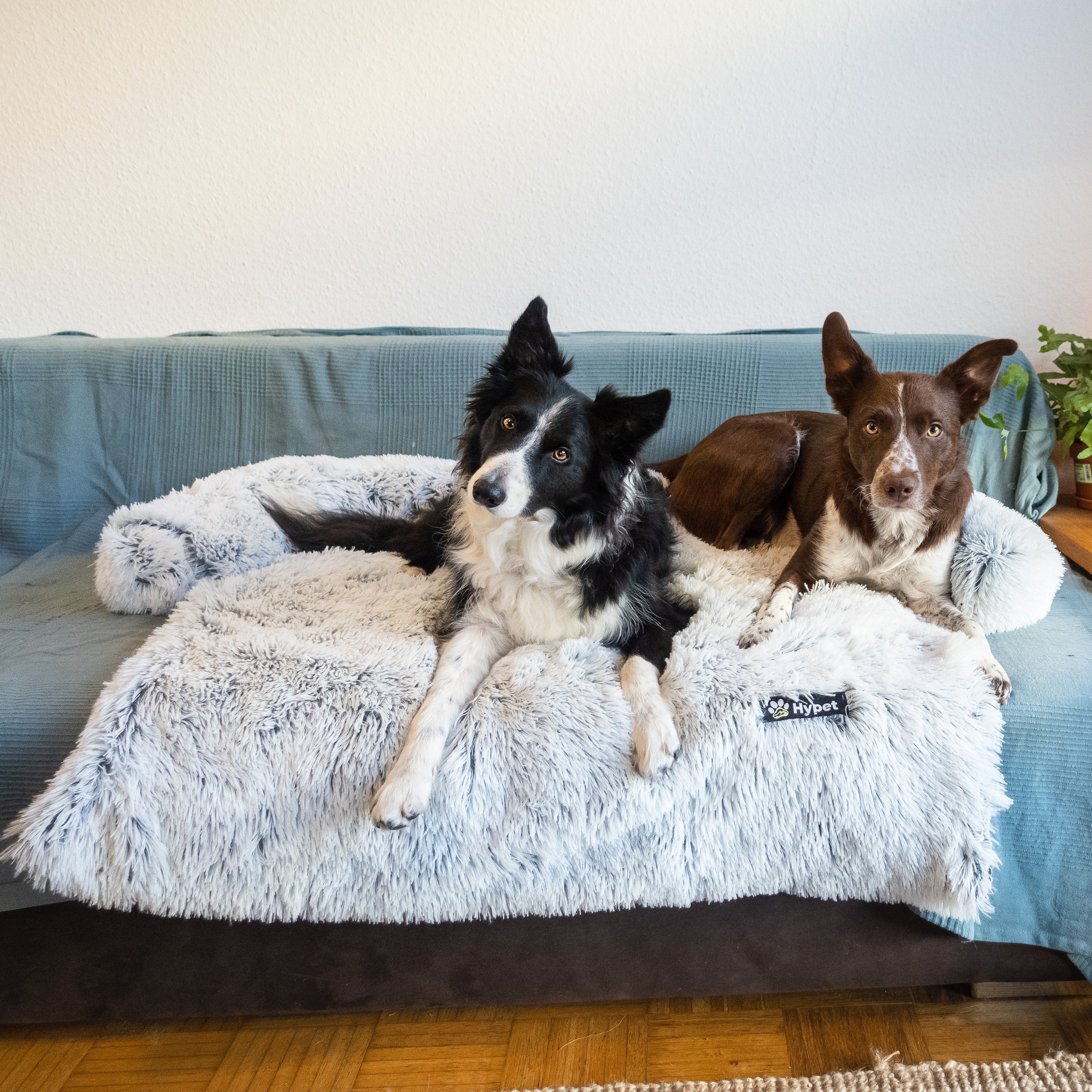 Happy Pet - beruhigender Möbelschutz